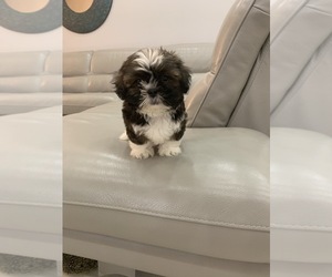 Shih Tzu Puppy for sale in WOODBRIDGE, NJ, USA