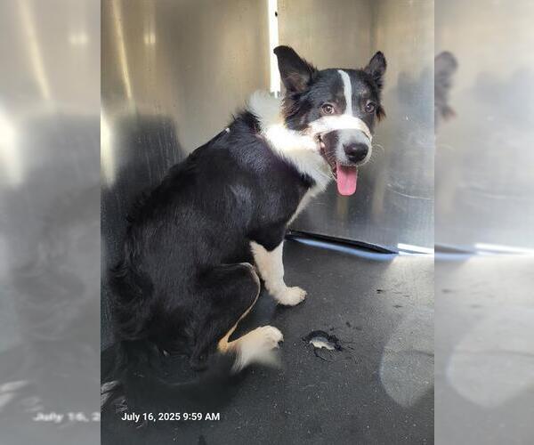 Medium Photo #1 Border Collie-Unknown Mix Puppy For Sale in San Antonio, TX, USA