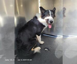 Border Collie-Unknown Mix Dogs for adoption in San Antonio, TX, USA