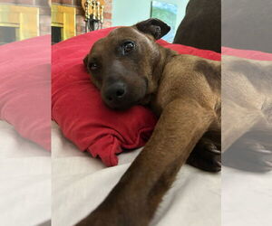 - Mix Dogs for adoption in Clinton , MI, USA