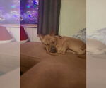 Small #13 Chinese Shar-Pei Mix
