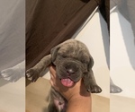 Small Photo #10 Cane Corso Puppy For Sale in MIAMI, FL, USA