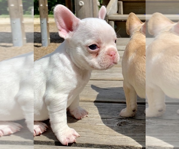 Medium Photo #25 French Bulldog Puppy For Sale in EUGENE, OR, USA