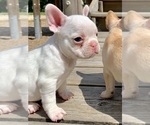 Small Photo #25 French Bulldog Puppy For Sale in EUGENE, OR, USA