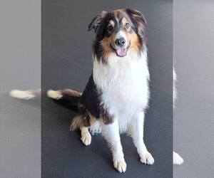 Sawyer - Male Border Collie Dog for Adoption - Photo #7