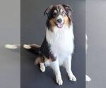 Small #6 Border Collie