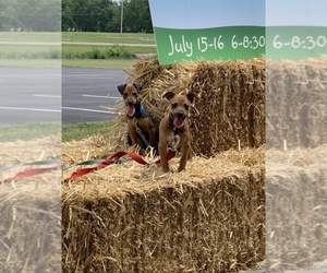 Rat Terrier Puppy for sale in VAN WERT, OH, USA