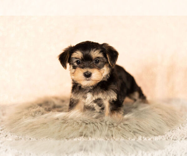 Medium Photo #3 Morkie Puppy For Sale in NAPPANEE, IN, USA