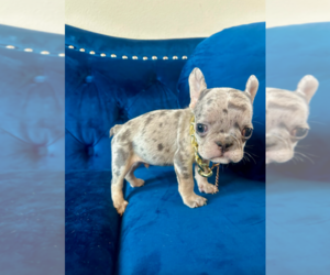 French Bulldog Puppy for sale in ATLANTA, GA, USA