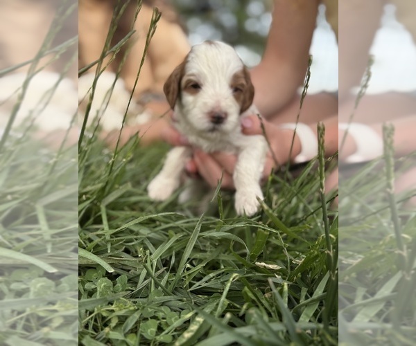 Medium Photo #50 Goldendoodle (Miniature) Puppy For Sale in FREDERICA, DE, USA