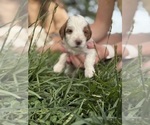 Small Photo #50 Goldendoodle (Miniature) Puppy For Sale in FREDERICA, DE, USA