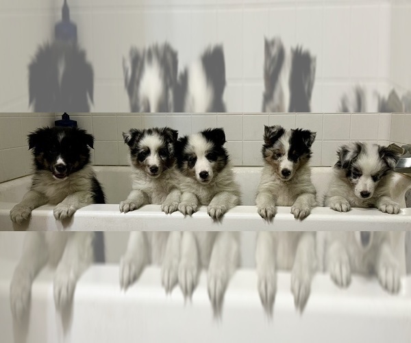 Medium Photo #24 Shetland Sheepdog Puppy For Sale in FORT MORGAN, CO, USA
