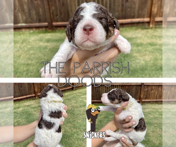 Medium Photo #1 Goldendoodle Puppy For Sale in AUBREY, TX, USA