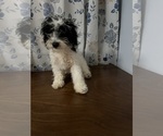 Small #36 Cavapoo-Poodle (Miniature) Mix