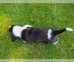 Small #6 Basset Hound