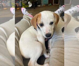 Cheagle Dogs for adoption in Alexander, AR, USA