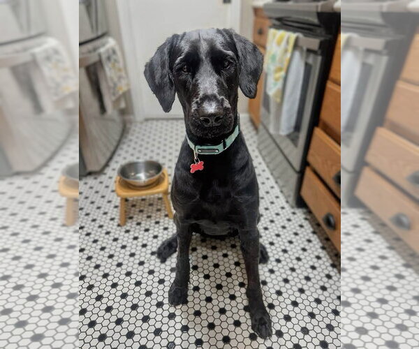 Medium Photo #3 - Mix Puppy For Sale in San Diego, CA, USA