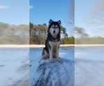 Small Photo #1 Siberian Husky Puppy For Sale in CENTERVILLE, NC, USA