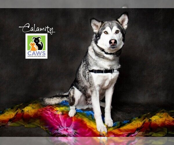 Medium Photo #1 Huskies -Unknown Mix Puppy For Sale in Salt Lake City, UT, USA