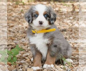 Bernedoodle (Miniature) Puppy for sale in HONEY BROOK, PA, USA