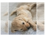 Small #3 Poodle (Standard)