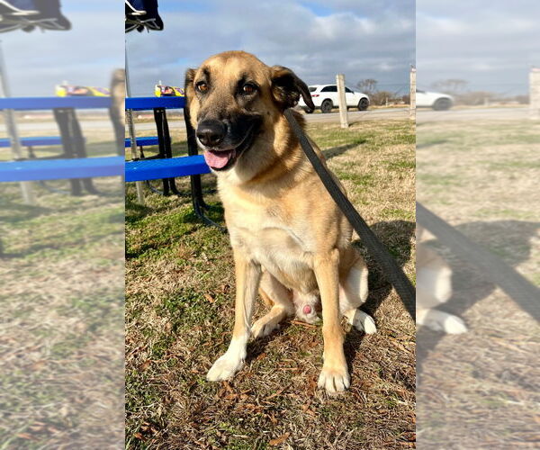 Medium Photo #4 Anatolian Shepherd Puppy For Sale in Claremore, OK, USA