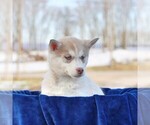 Small Photo #2 Siberian Husky Puppy For Sale in HAGERSTOWN, MD, USA