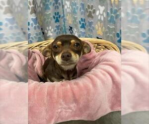 Chihuahua Dogs for adoption in Rosenberg, TX, USA