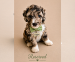 Small #3 Bernedoodle (Miniature)