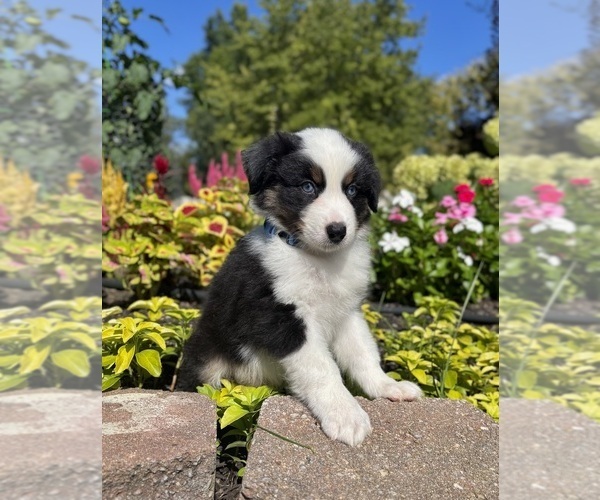 Medium Photo #8 Miniature Australian Shepherd Puppy For Sale in NOBLESVILLE, IN, USA