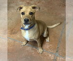 Small #7 Labrador Retriever Mix