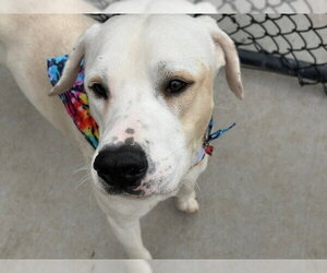 Mutt Dogs for adoption in Tulsa, OK, USA