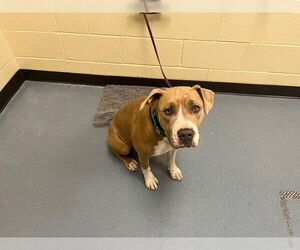 American Bulldog-Unknown Mix Dogs for adoption in Denver, CO, USA