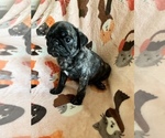 Small Photo #10 Pug Puppy For Sale in CLINTON, MI, USA