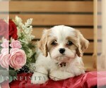 Small Cavachon