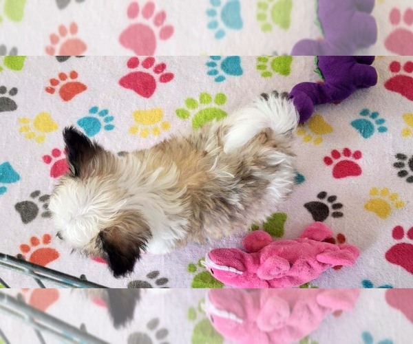 Medium Photo #2 Papitese Puppy For Sale in ORO VALLEY, AZ, USA