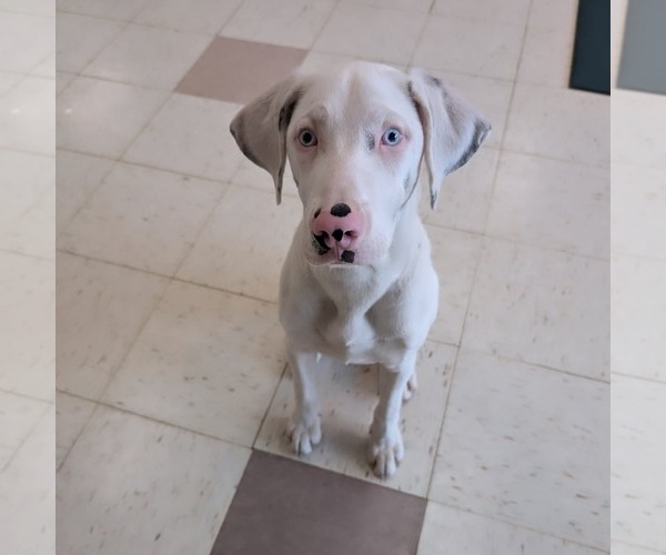 Medium Photo #2 Australian Shepherd-Catahoula Leopard Dog Mix Puppy For Sale in Holly Springs, NC, USA