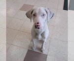 Small #1 Australian Shepherd-Catahoula Leopard Dog Mix