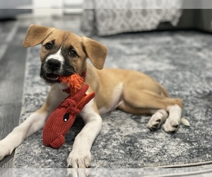 German Shepherd Dog-Great Pyrenees Mix Puppy for sale in MICCO, FL, USA