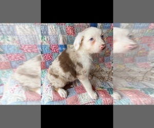 Australian Shepherd Puppy for sale in SADIEVILLE, KY, USA