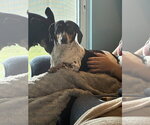 Small #3 Dachshund
