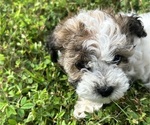 Small Photo #29 YorkiePoo Puppy For Sale in MONTGOMERY VILLAGE, MD, USA