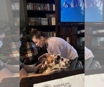 Small #5 Great Dane