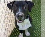 Small #4 Labrador Retriever Mix