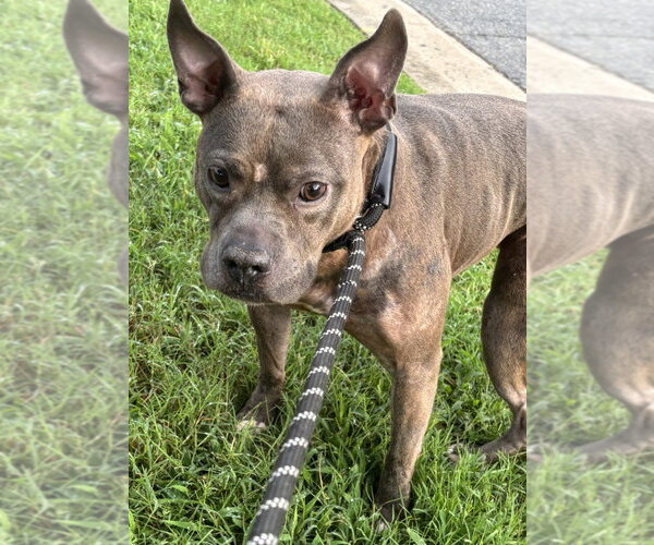 Medium Photo #2 Mutt Puppy For Sale in Glen Allen, VA, USA
