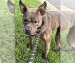 Small #1 Mutt