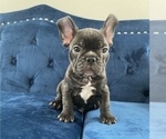 Small Photo #12 French Bulldog Puppy For Sale in GLENDALE, CA, USA
