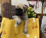 Small Photo #9 Mastiff Puppy For Sale in BRUCETON MILLS, WV, USA