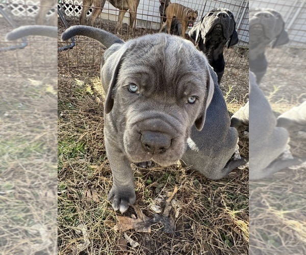 Medium Photo #4 Cane Corso Puppy For Sale in COLONIAL HEIGHTS, VA, USA