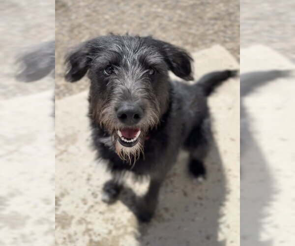 Medium Photo #1 Mutt Puppy For Sale in Bemidji, MN, USA